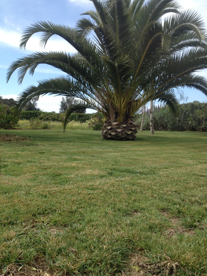 Re-siembra de cesped