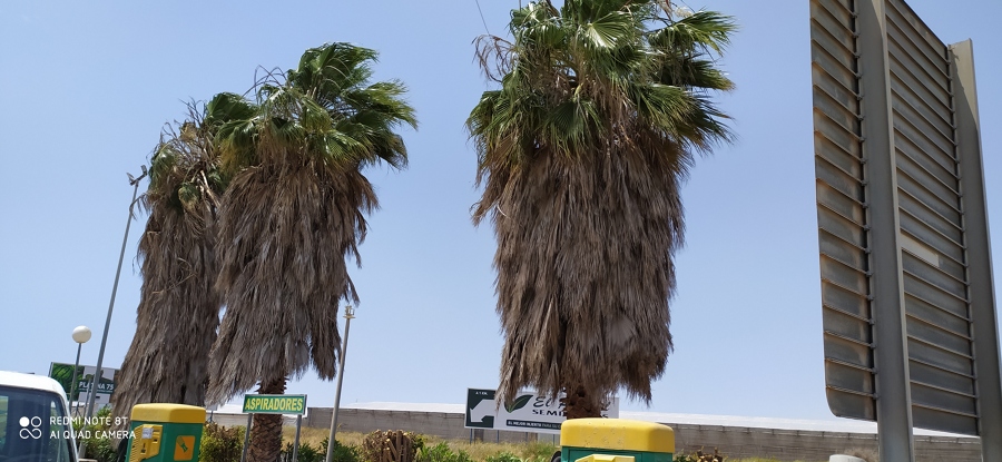 Realizamos podas de gran dificultad el cambio es espectacular