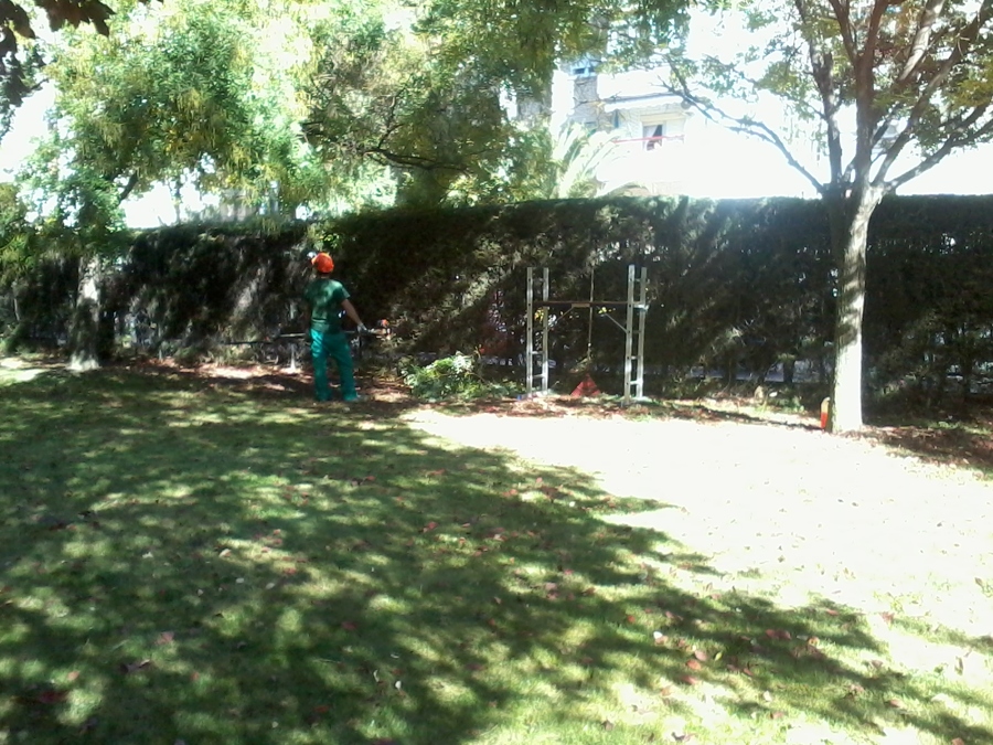 recorte arizonicas y poda