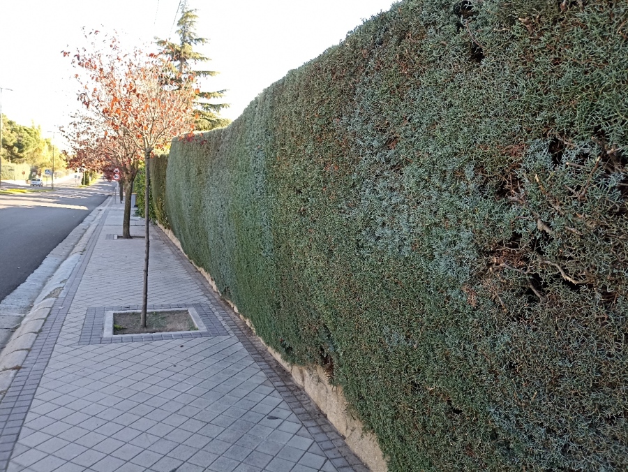 RECORTE DE ARIZÓNICA