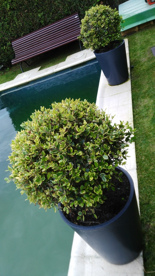 Recuperacion de Hebbe afectados anteriormente por una plaga