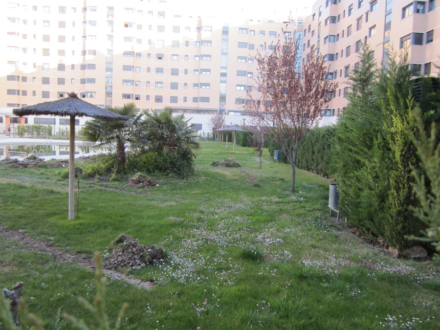 Regeneración de céspedes