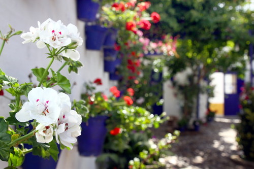 Rehabilitación de Casa Patio (IV)