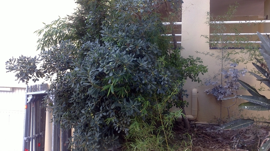 Rehabilitación de fachadas en Segur de Calafell, C/Pinar, 10