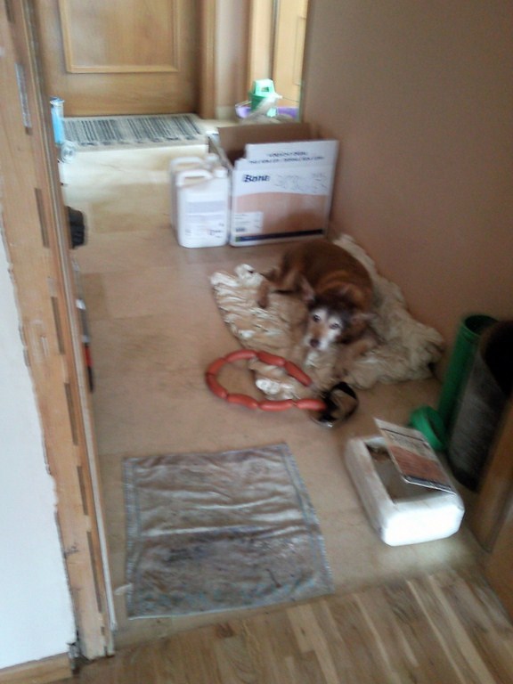 CADA GRAN EQUIPO TIENE SU MASCOTA. ¡VIVA LUPO!