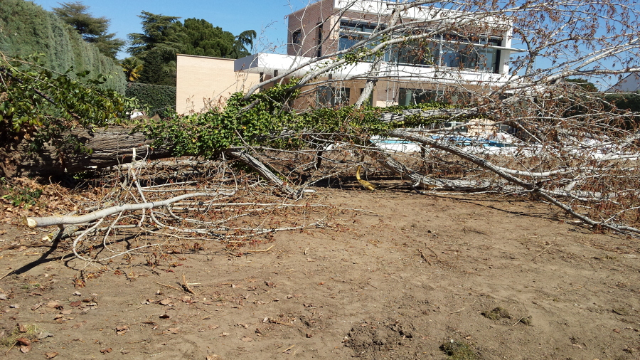 Retirada de arbol enfermo