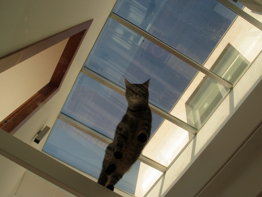 Salcedo: Reforma y ampliación de vivienda unifamiliar