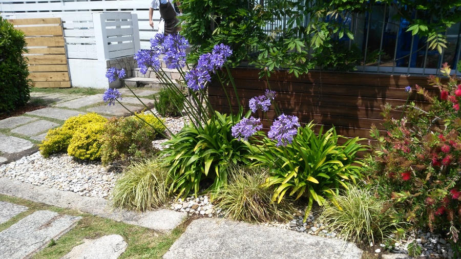Saneado de parterre y planta