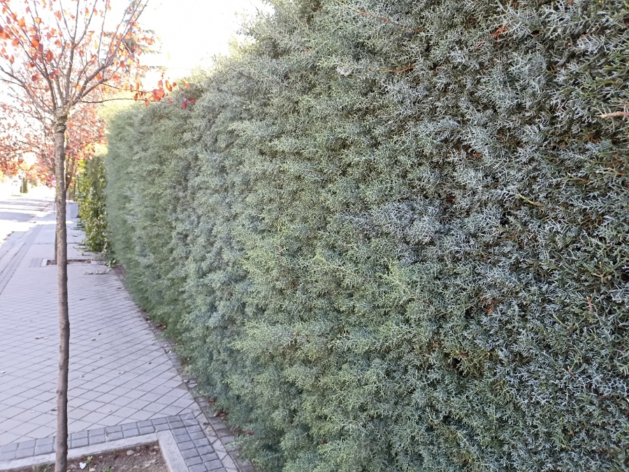 SETO DE ARIZÓNICA ANTES DE LA PODA