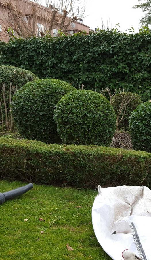 Setos de todas las formas y dibujos 