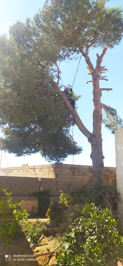 Tala controlada de pino con sistema de trepa