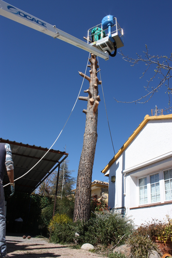 Tala controlada de pino de gran envergadura.