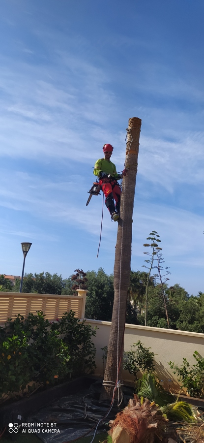 Tala controlada por secciones de palmera washingtonia