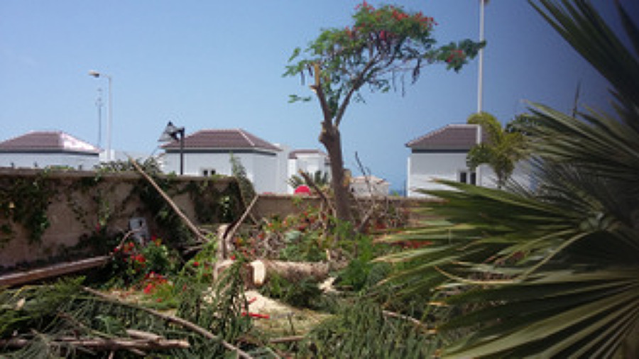 Tala de los arboles a peticion del cliente