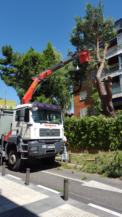 Tala Gran Arbol comunidad