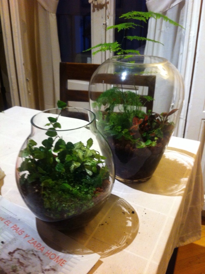 Terrariums