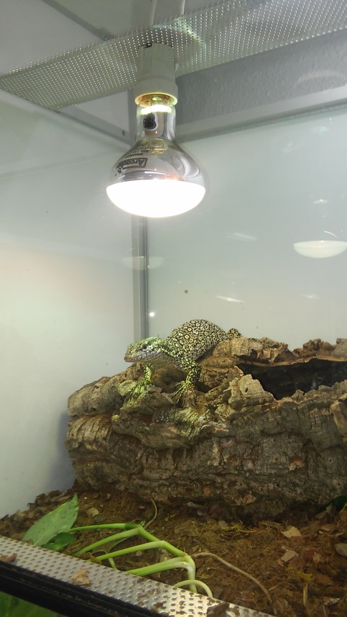 Tienda de animales exóticos. Iluminación terrario