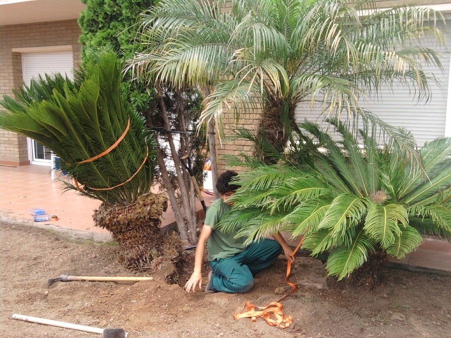 Transplante de especies