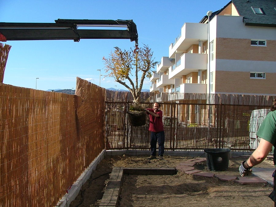 TRASNSPORTE DE ÁRBOL