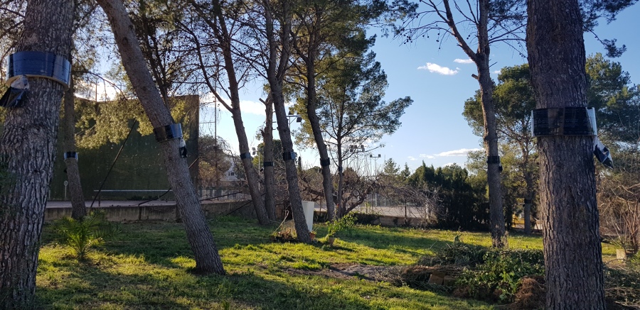 Tratamiento de Procesionaria