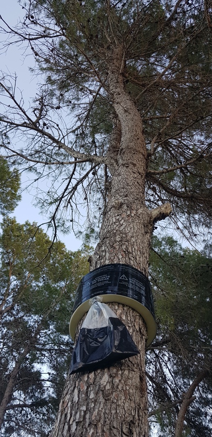 Tratamiento de Procesionaria