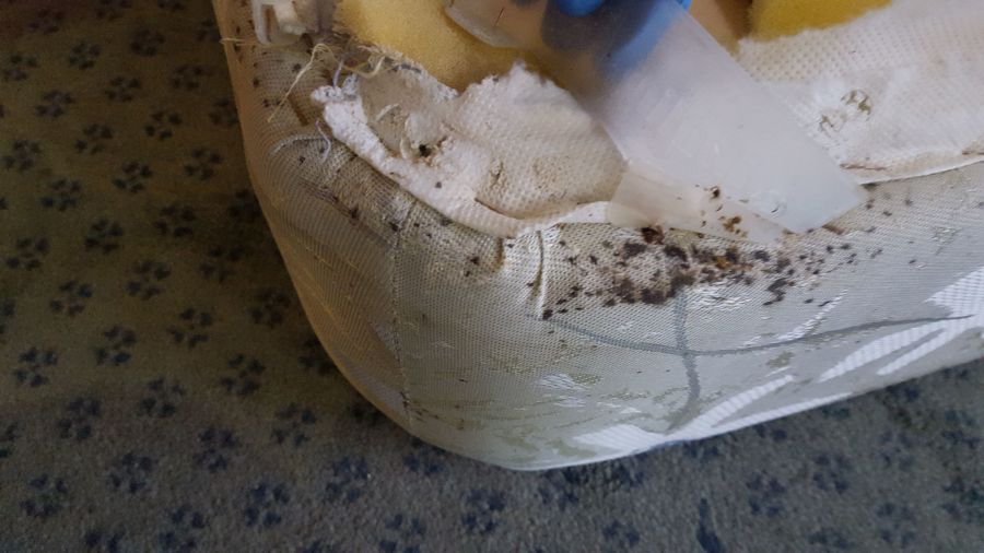 Tratamiento Térmico contra Chinches de Cama