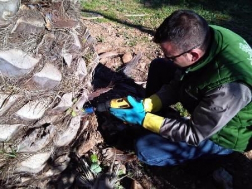 TRATAMIENTOS CONTRA PICUDO ROJO