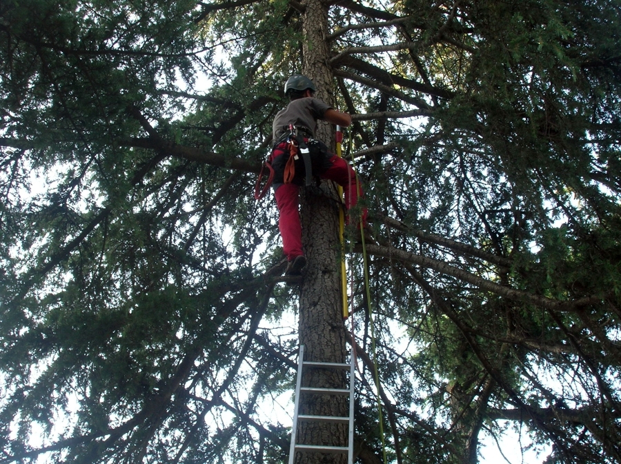 trepa , en la macrocarpa.