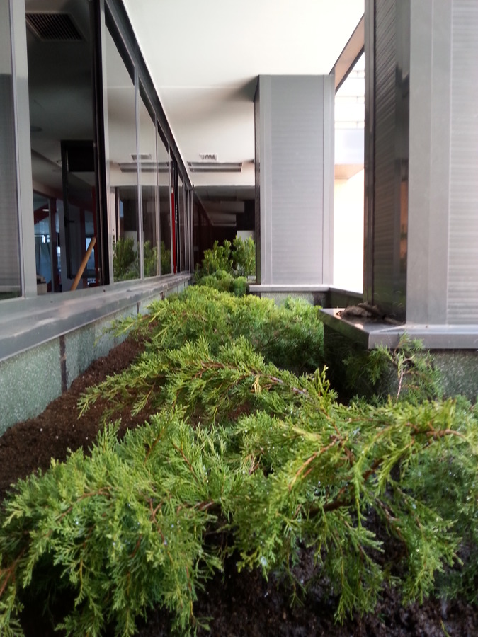 un bosque en tu terraza