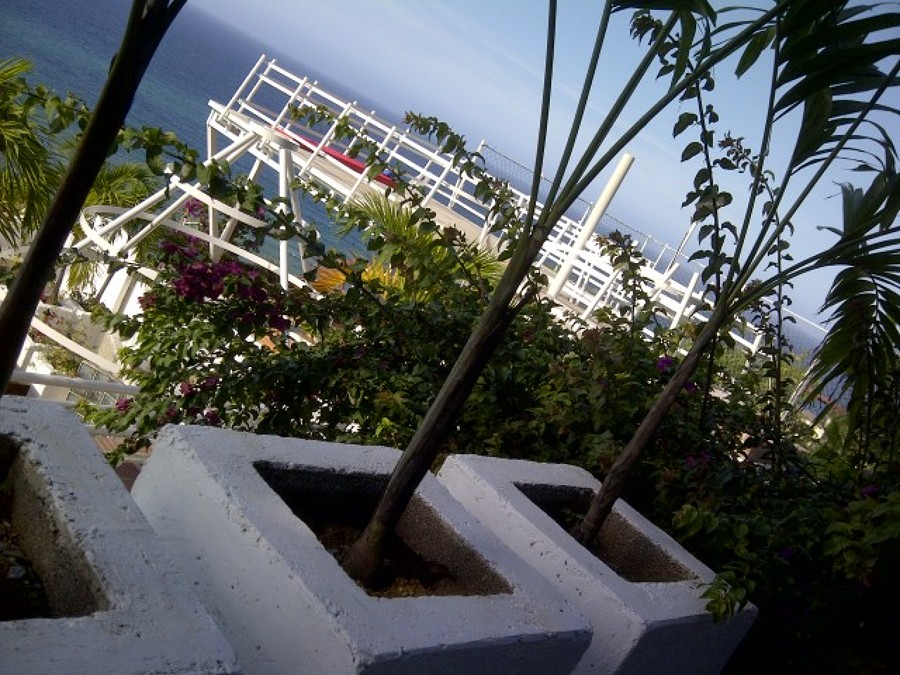 Vista de chaguaramos y trinitarias