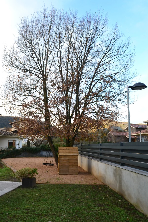 Vista derecha previa a la poda