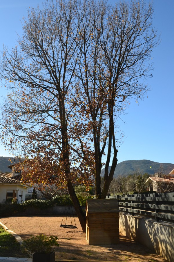 Vista derecha tras la poda