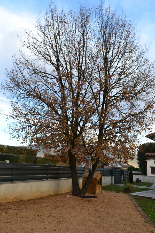 Vista izquierda previa a la poda