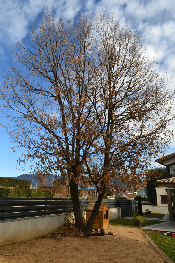 Vista izquierda tras la poda