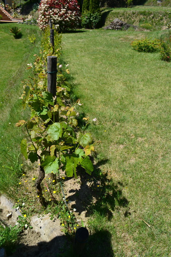 Vitis vinifera