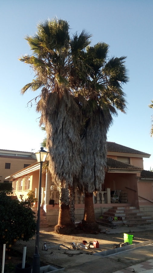 Whasingtonias entre 10-15 años sin ningún tipo de mantenimiento