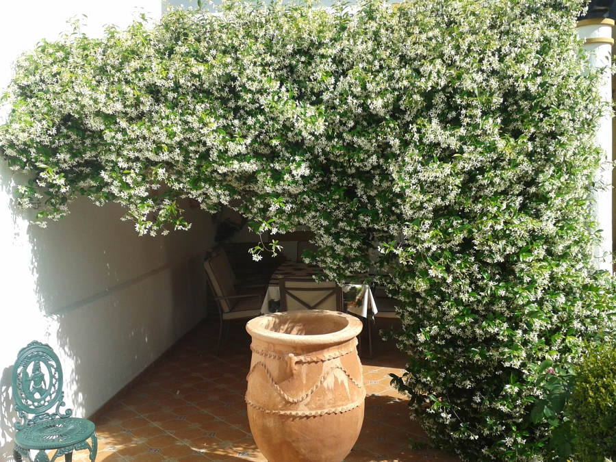 Zona de estar en patio lateral, jazmín de olor y pérgola