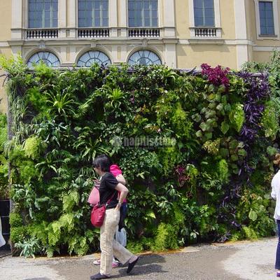 Jardín vertical en Cabo Huertas