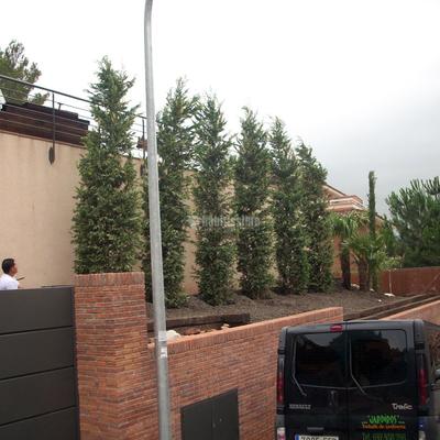 Disseny, obra i plantació de baix manteniment