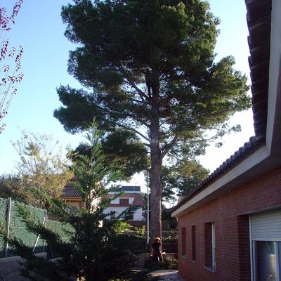 Tala controlada de un pino