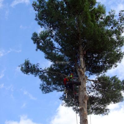 Tala controlada de un pino