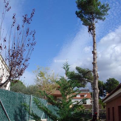 Tala controlada de un pino