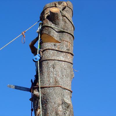 Tala controlada de un pino