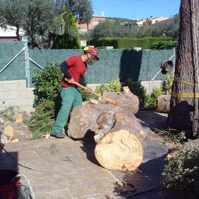 Tala controlada de un pino