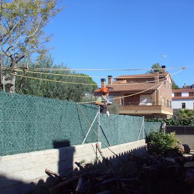 Tala controlada de un pino