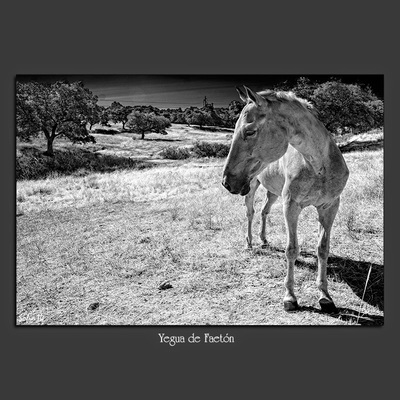 Decoración con fotografías en blanco y negro