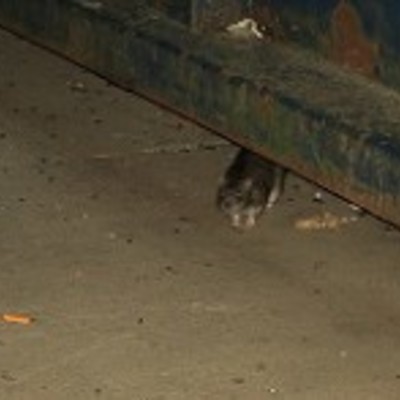 Ratas nave comercial