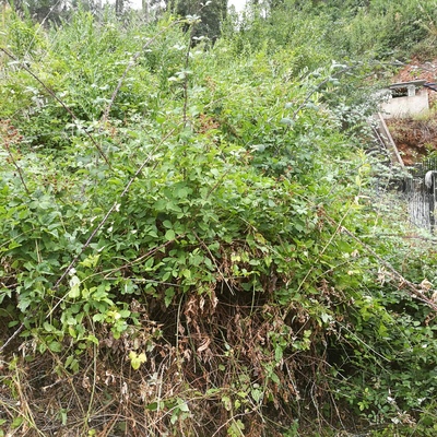 Desbroce de zarzas y matorral alto