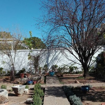 Retirada de árbol seco