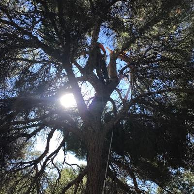 Poda de pinos y arreglos por ramas tronchadas